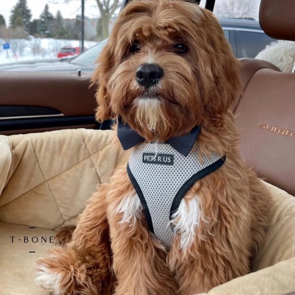 PETsRUS Premium Reversible Dog Harness Black Silver Reflective Detail Neoprene - Picture 7 of 10